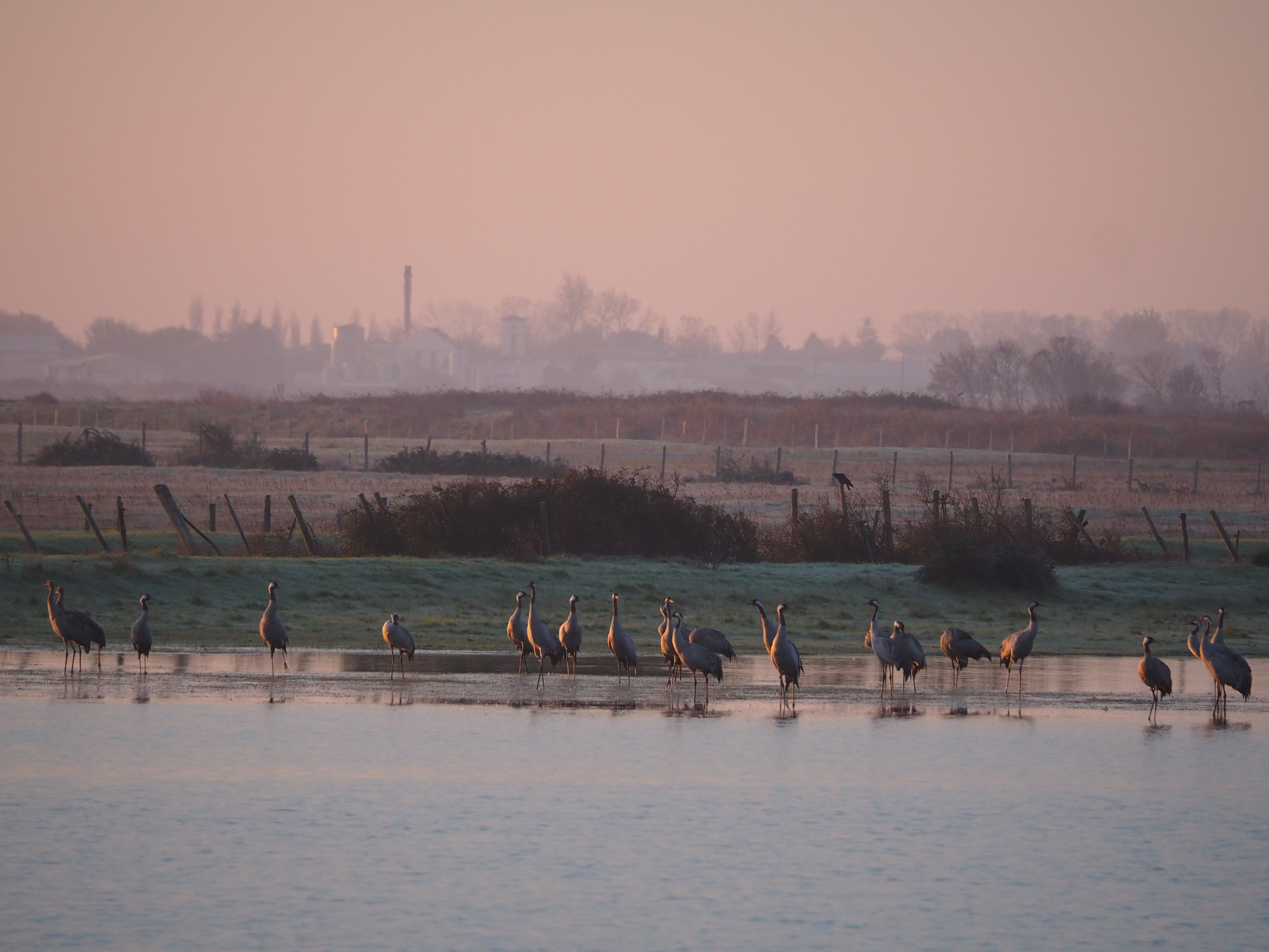 Grues cendrées venant dormir à la réserve naturelle