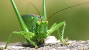 Grande sauterelle verte