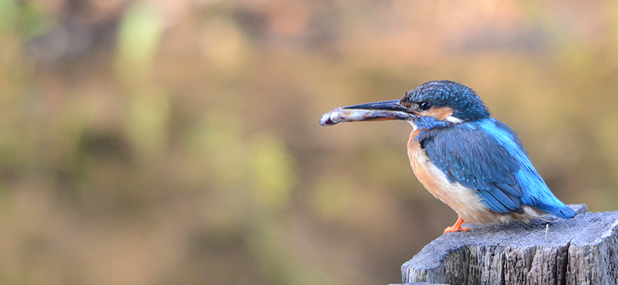 Le martin-pêcheur - L'immobile sentinelle