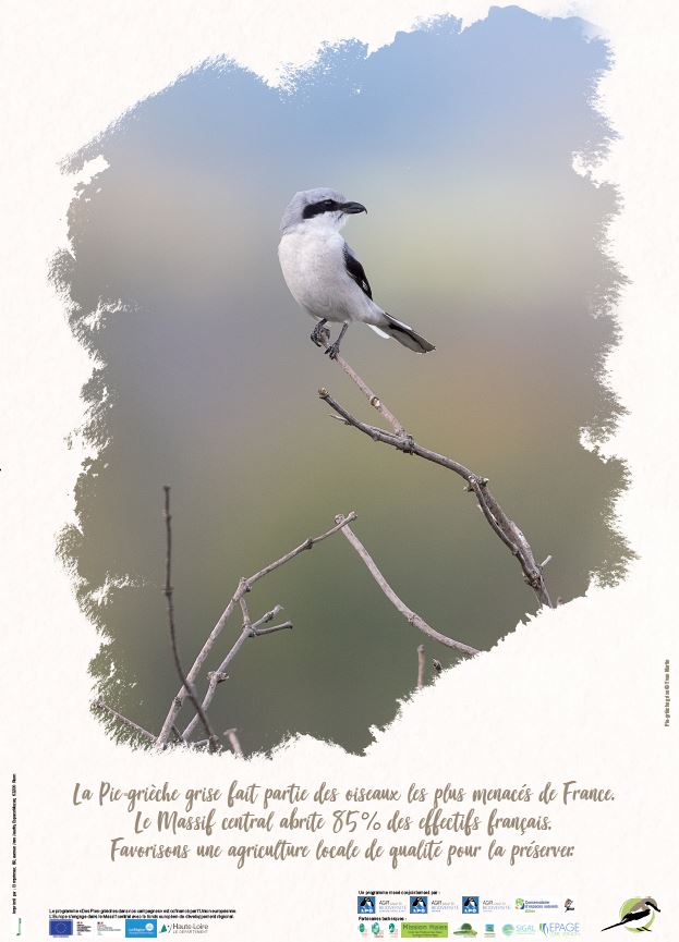 Poster : Pie-grièche grise posée sur une branche