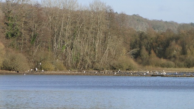 Migration à l'Ailette (Eurobirdwatch)