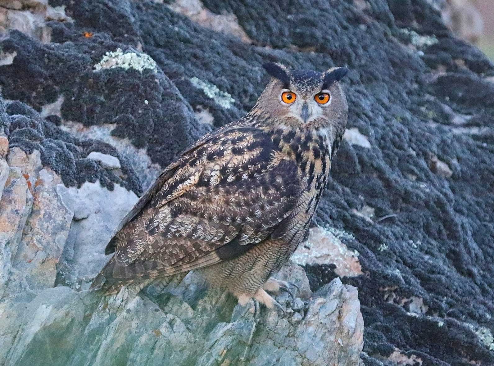 Découvrez la biodiversité du Vaucluse avec nos interviews sur France Bleu !