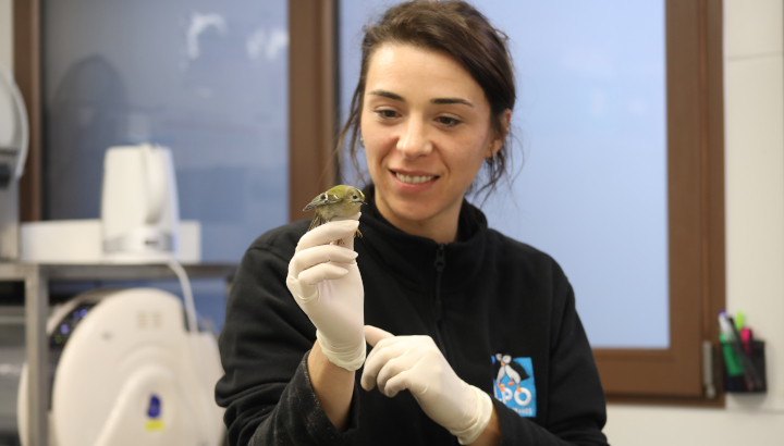 Le bilan du Centre de soins LPO Aquitaine 2025 est en ligne !