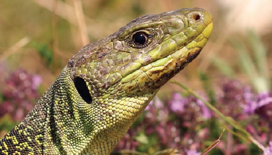 Guide des amphibiens et reptiles du Tarn en précommande