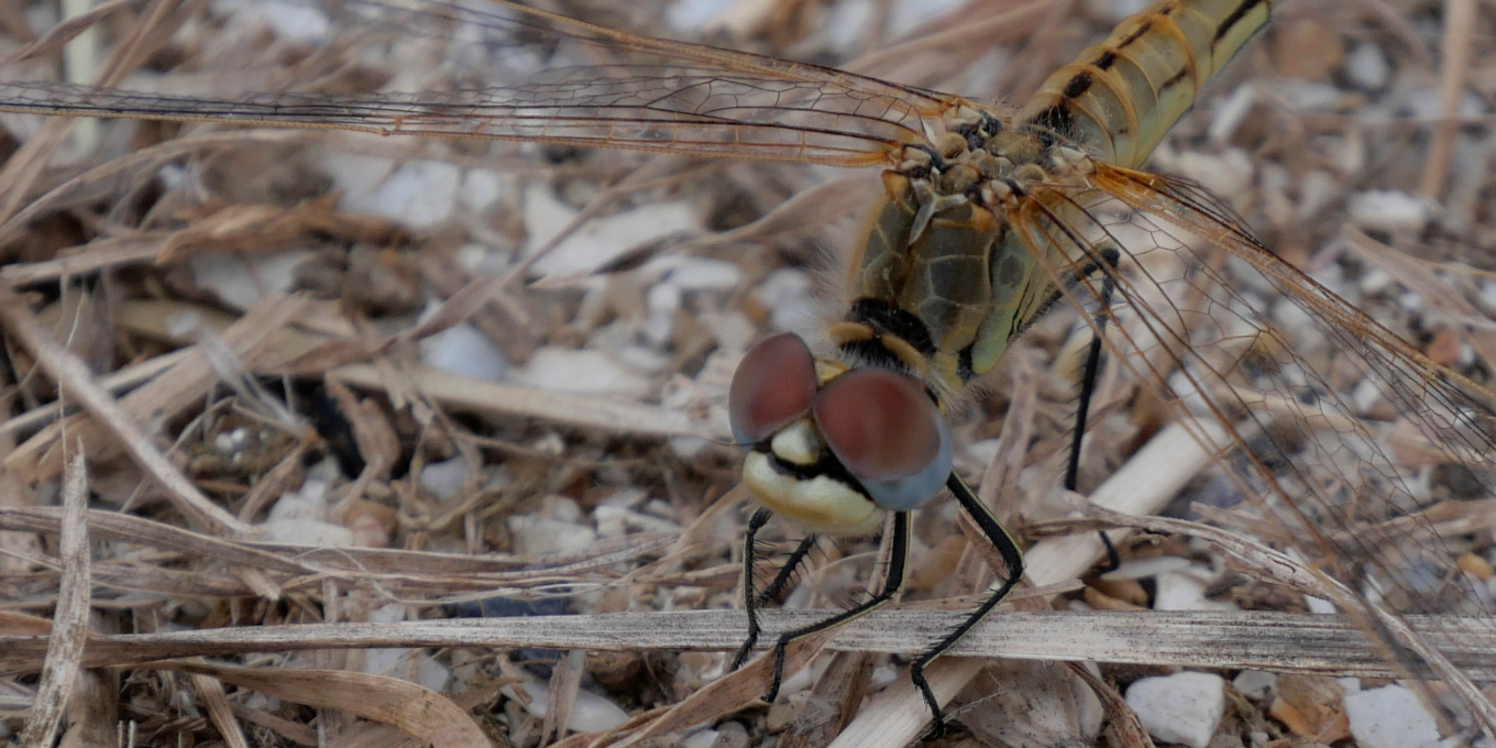 Un sympetrum sp, une des nombreuses rencontres à la réserve naturelle de Moëze-Oléron