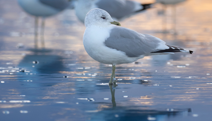 L’OISEAU MAG n°158 : photo mystère