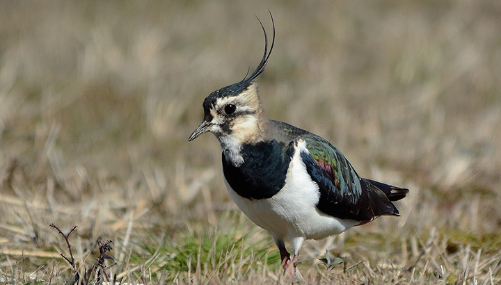 Balade nature : les oiseaux des plaines