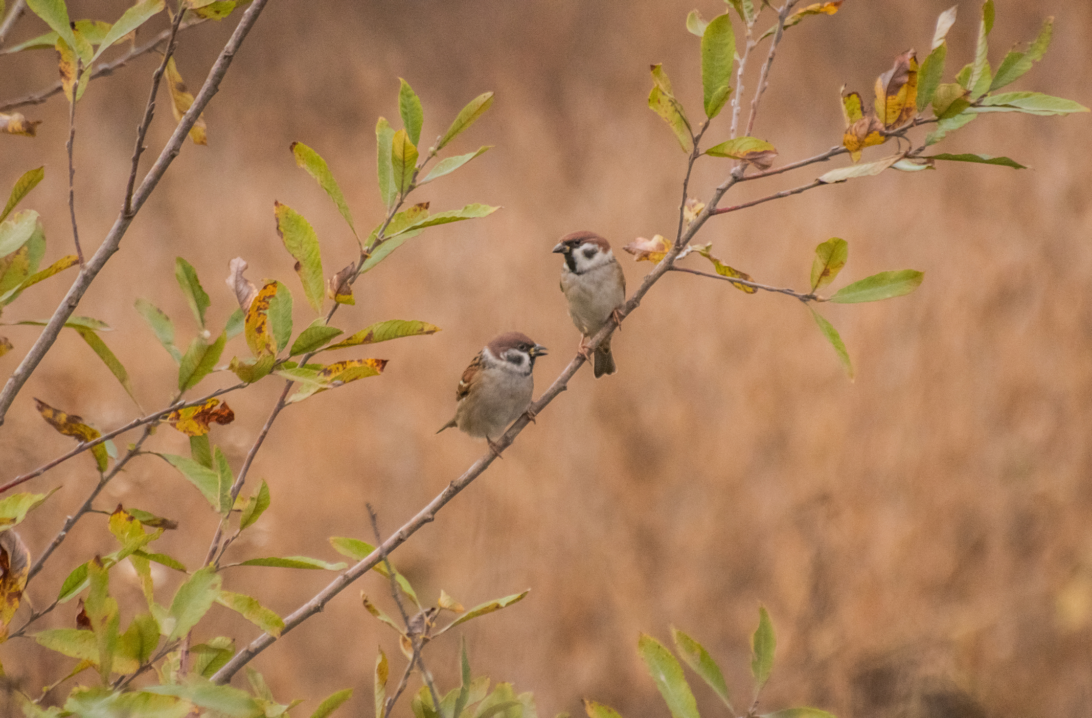 Sans néonicotinoïdes, les oiseaux reviennent à la campagne