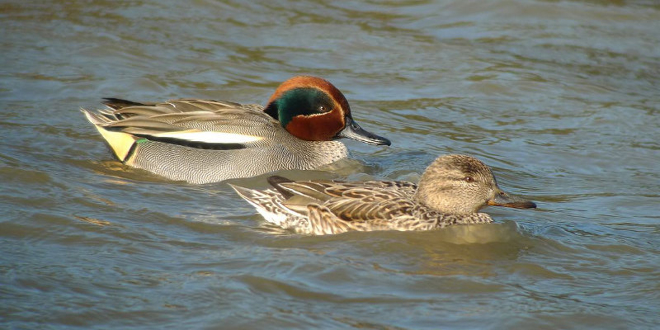 Sarcelle d'hiver couple