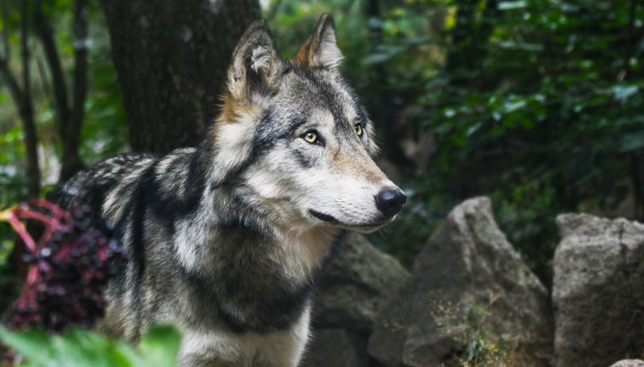 Affaire queue de loup : le double scandale