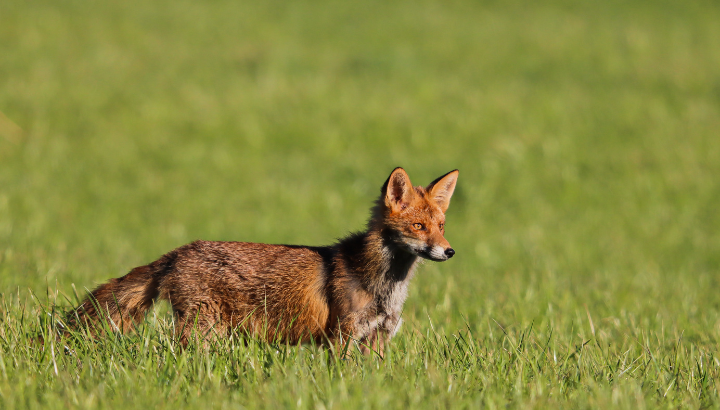 Conférence : le renard est-il nuisible ?