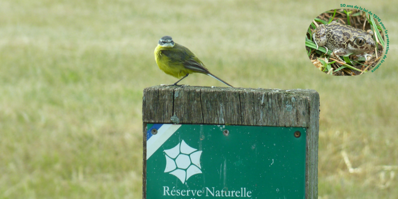 Printemps des réserves naturelles, rendez-vous à Moëze-Oléron