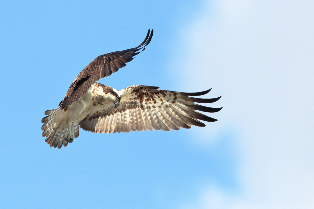 Balbuzard pêcheur avec les ailes en saint esprit