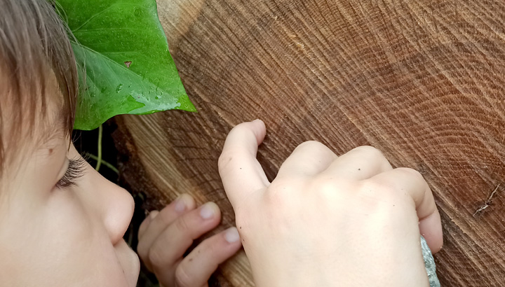 En décembre sur RCF : Les arbres et le temps