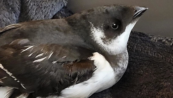 Plus de 12 000 oiseaux marins échoués sur la façade atlantique
