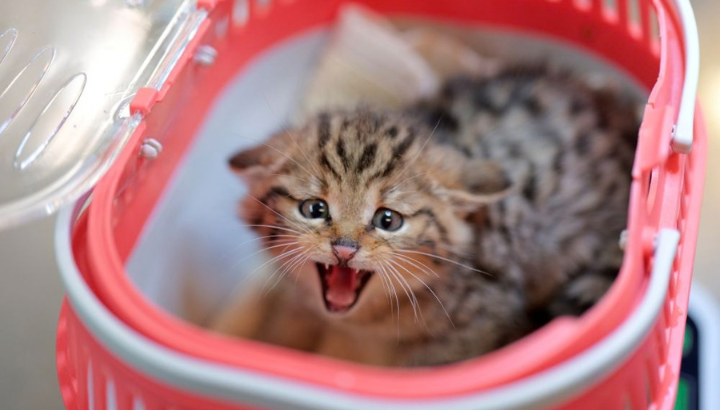 Accueil exceptionnel au Centre de sauvegarde : un Chat forestier