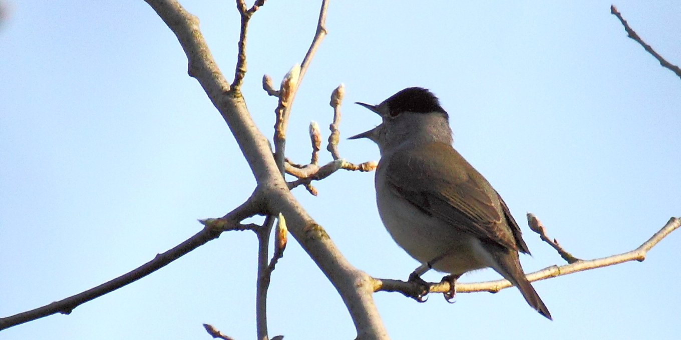 Animer un atelier de reconnaissance des chants d'oiseaux