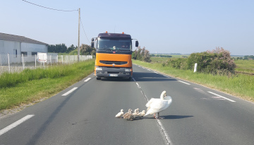 Protéger les jeunes oiseaux qui s’émancipent
