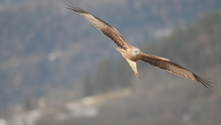 Découvrez le bilan du comptage hivernal 2025-2026 des milans royaux dans les Pyrénées françaises !