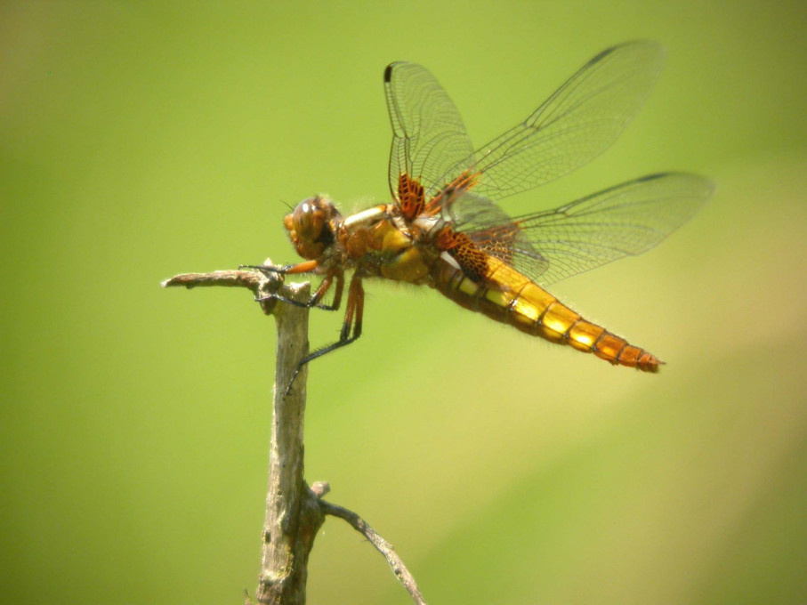 Libellule déprimée