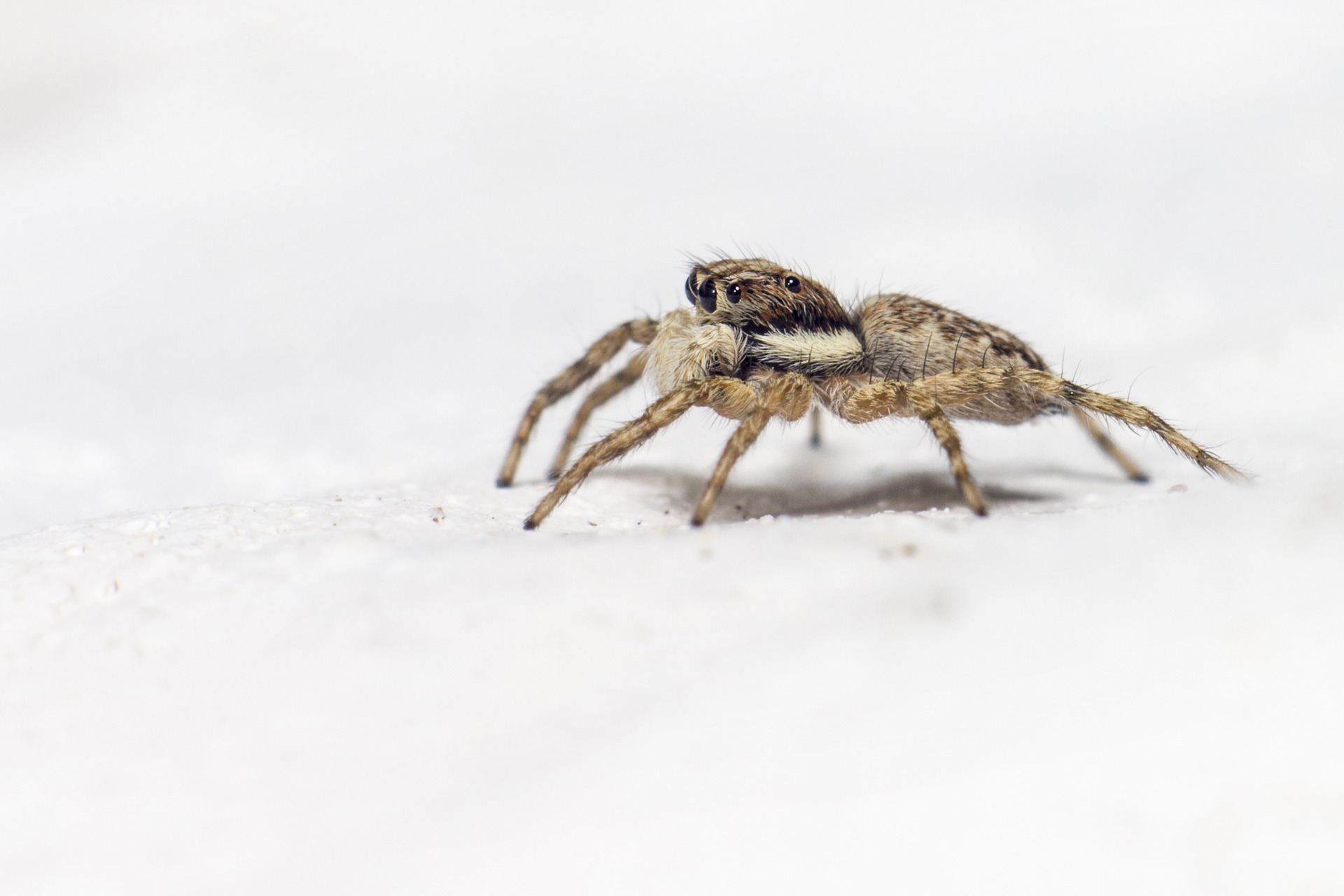 Jumping spider / Crédit photo : Erik_Karits (Pixabay)