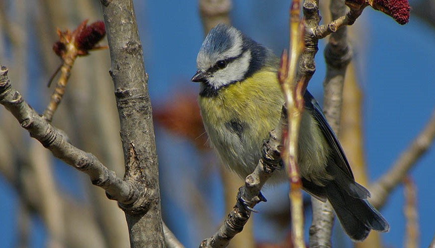A la découverte des oiseaux des parcs et jardins