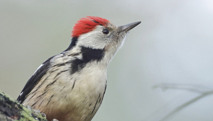 C'est le printemps pour les oiseaux forestiers !