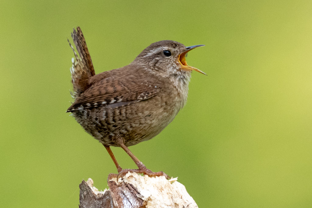à la rencontre des oiseaux du parc de la citadelle