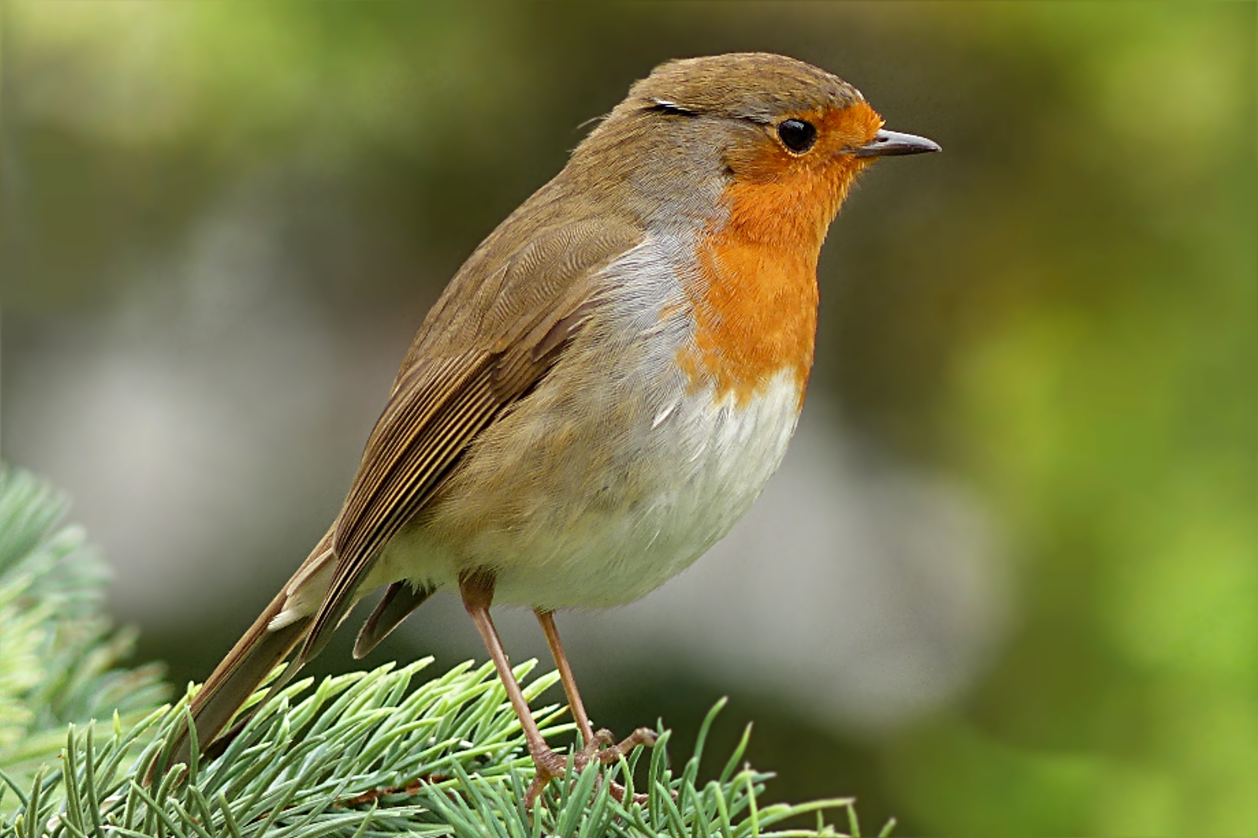 Rougegorge familier (Erithacus rubecula)