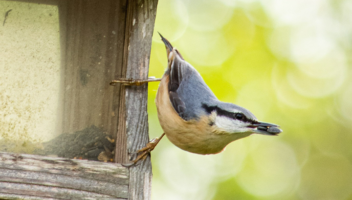 Aider les oiseaux cet hiver avec la LPO et AgroBio Périgord