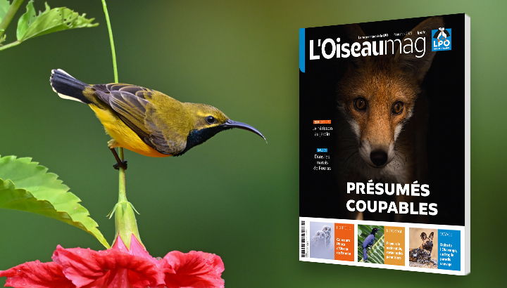 L’OISEAU MAGAZINE n°150 : Parution mi avril 2023