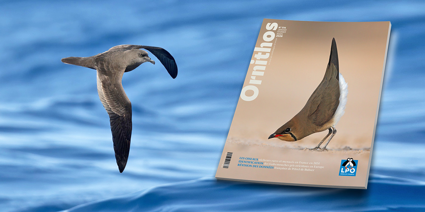ORNITHOS n° 174  - sortie mars 2026