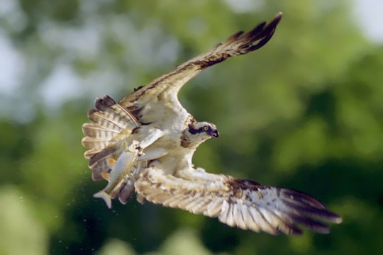 Pêche dans la Loire - Photo : B.Quinstard