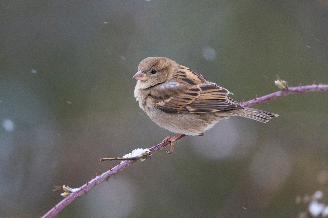 Moineau domestique