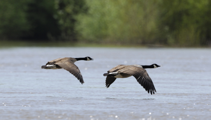 Deux bernaches du Canada volant au dessus de l'eau