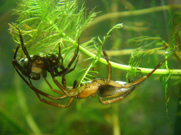 Femelle et mâle Argyronète aquatique