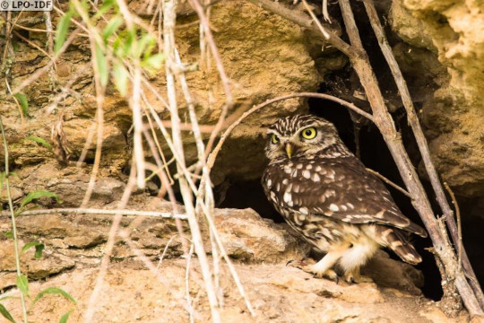 Chevêche d'Athéna posée sur une paroi rocheuse