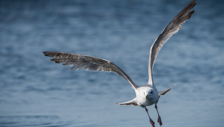 Les goélands de l'île de Ré contaminés par des perturbateurs endocriniens
