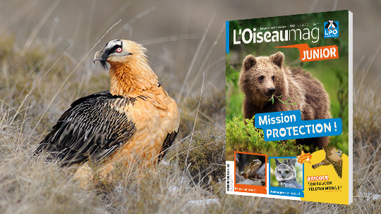 Gypaète barbu © Bruno Berthémy / Ours brun © Giedriius/Adobe Stock