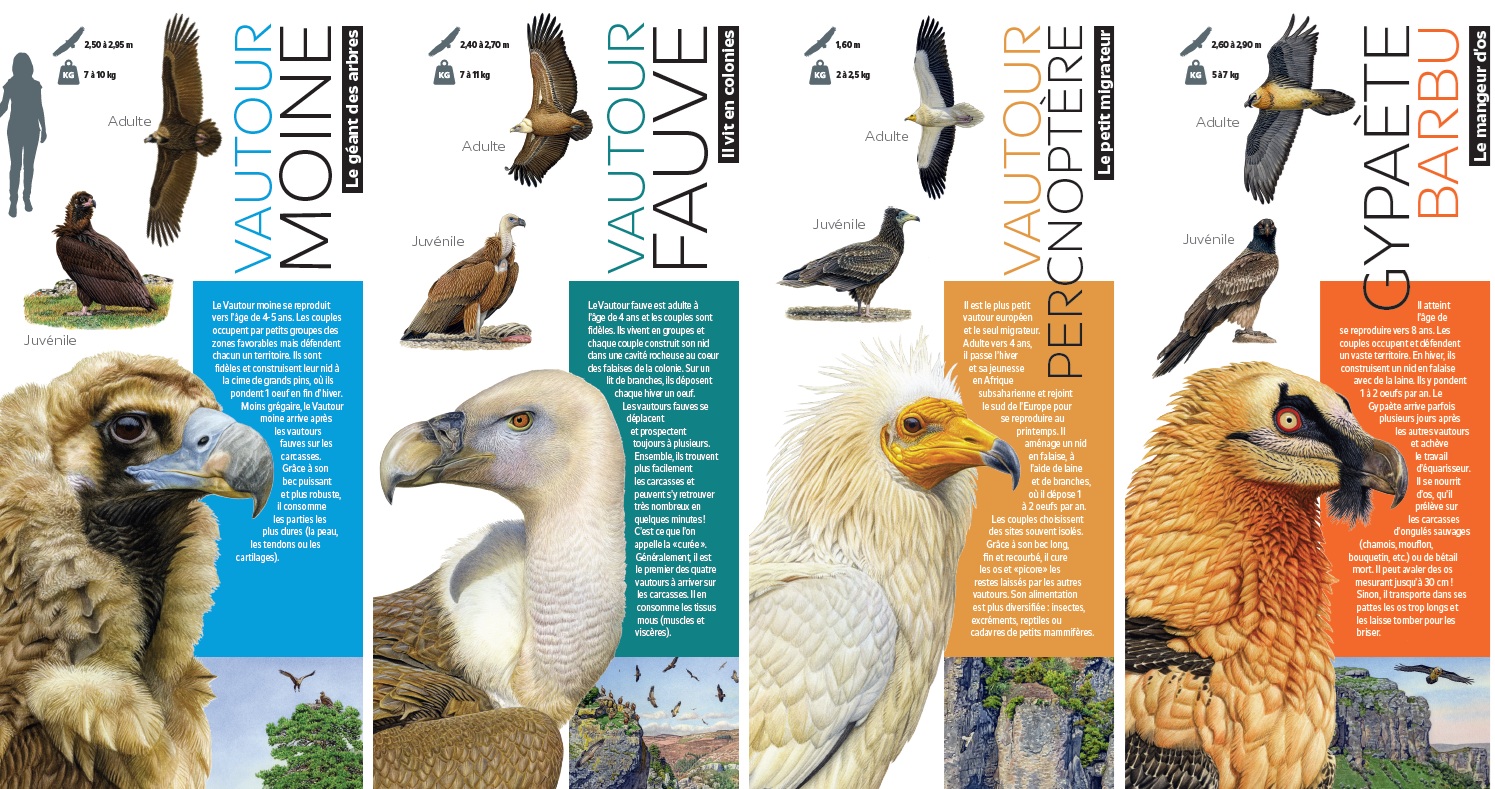 Vautours, des rapaces pas comme les autres