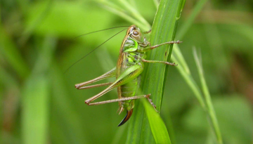 Decticelle bariolée