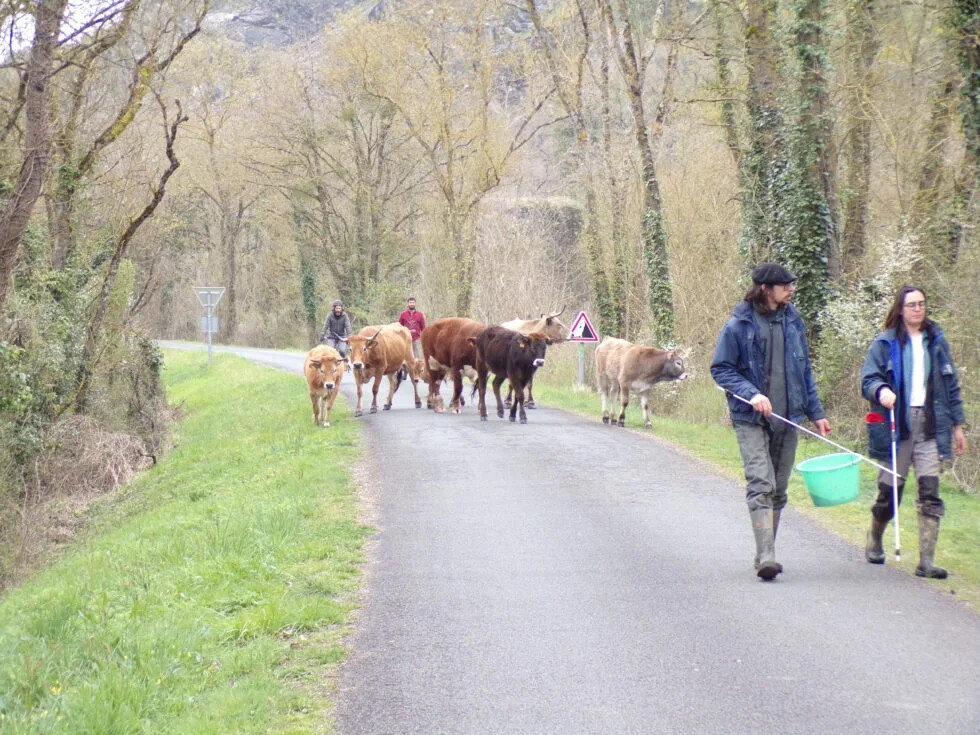 Des vaches sur la réserve !