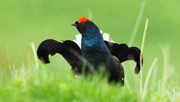 La chasse du Tétras lyre suspendue pour la troisième fois par le Juge des référés dans les Hautes-Alpes