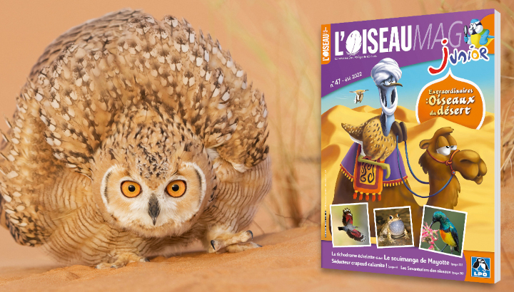 L'OISEAU MAG Junior n°47 : parution courant juin