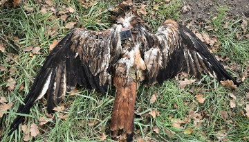 La barre des 100 cadavres vient d'être franchie