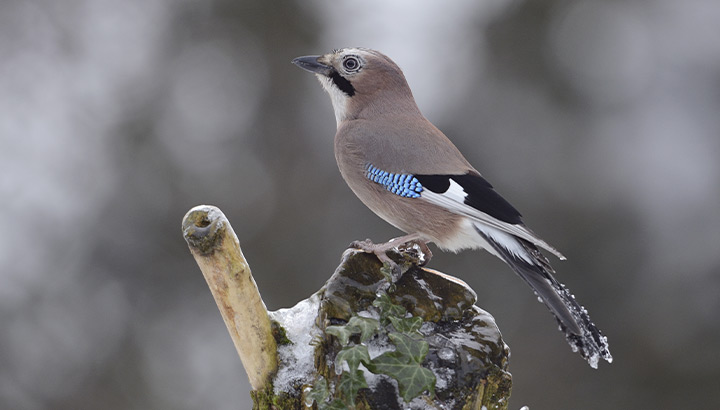 Geai des chênes Fabrice Cahez