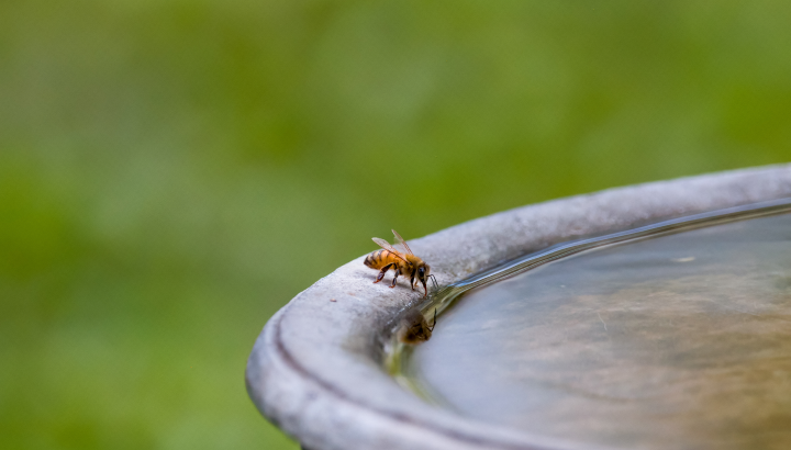 Entre canicules et reculs environnementaux : un été sans répit pour la Nature