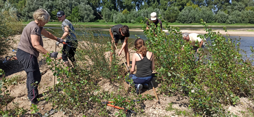 Chantiers nature sur les îlots de Loire