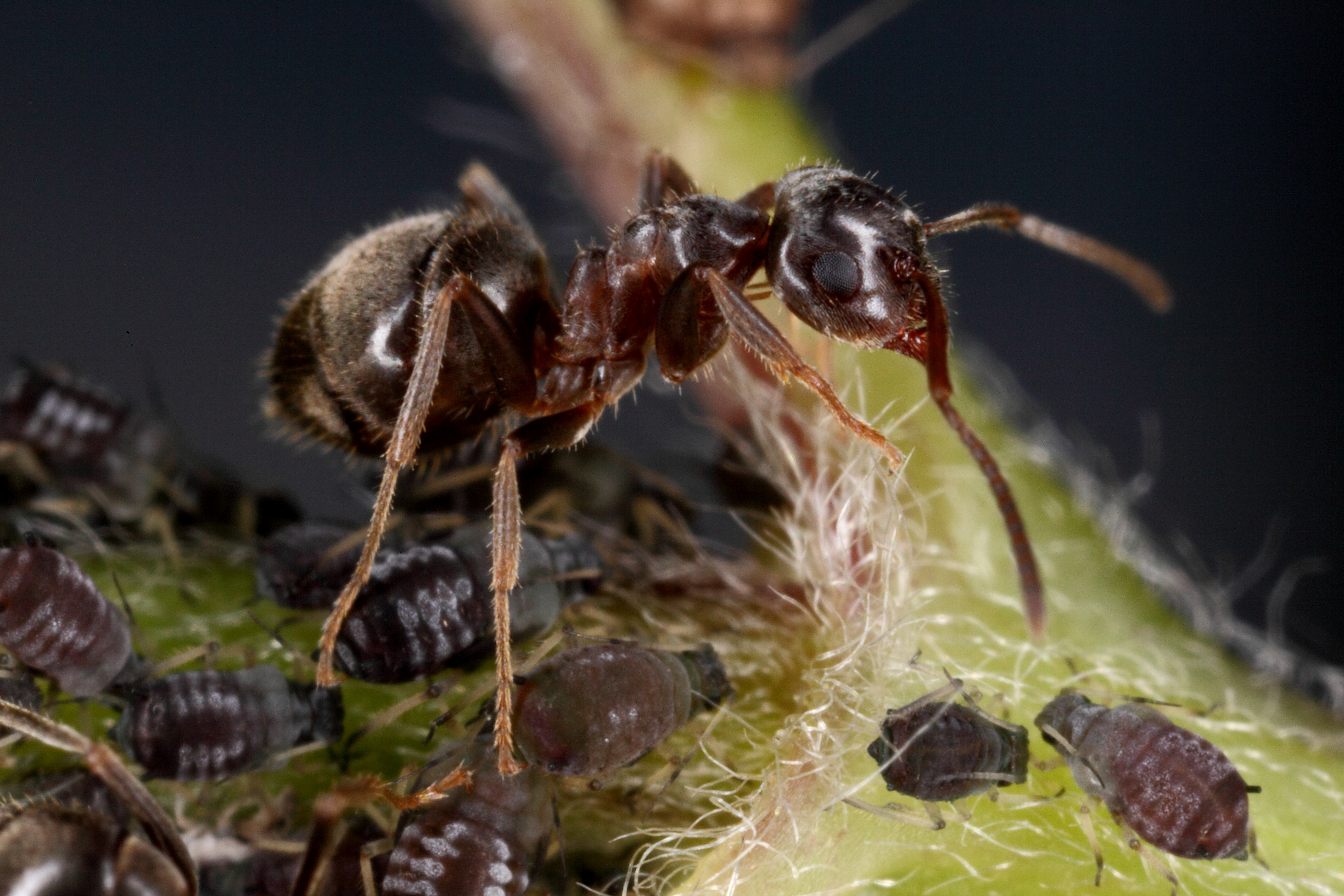 Cohabiter avec les fourmis
