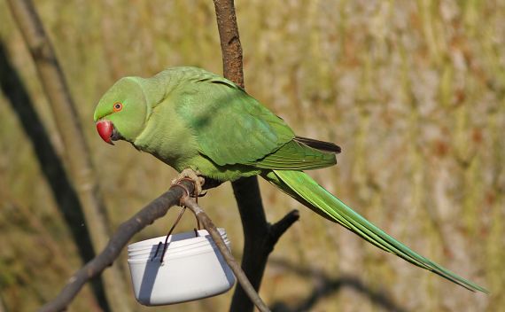 La Perruche à collier et la biodiversité en Île-de-France
